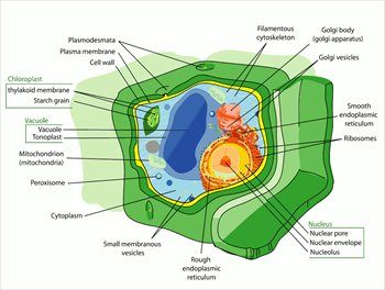 Danish and Japanese researchers join forces in leading plant cell research