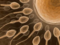 Danish research: Vitamin D increases speed of sperm cells