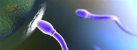 More British women choose Denmark to find sperm donors